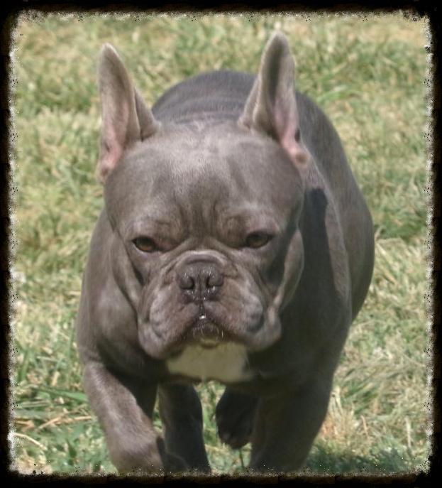 bulldog puppies oklahoma bulldogs puppies for sale oklahoma s j bulldog puppies oklahoma bulldogs puppies for sale oklahoma s j