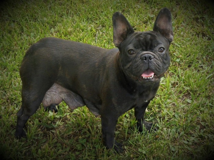 Interesting French Bulldog Breeder Oklahoma City Collection