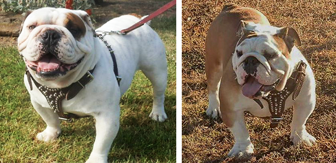 bulldog puppies for sale in oklahoma bulldogs puppies for sale in oklahoma s j bulldogs bulldog puppies for sale in oklahoma bulldogs puppies for sale in oklahoma s j bulldogs