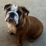 English Bulldogs for Sale in Oklahoma