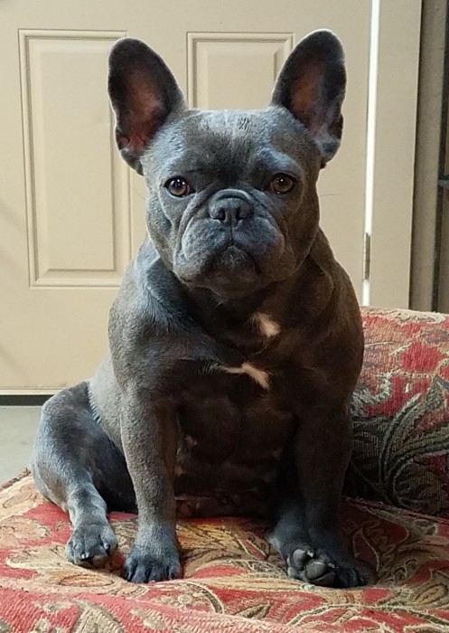 French Bulldog Breeder - Bulldogs for Sale in Oklahoma | S & J English ...