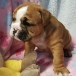 English Bulldog Puppy