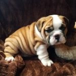 English Bulldog