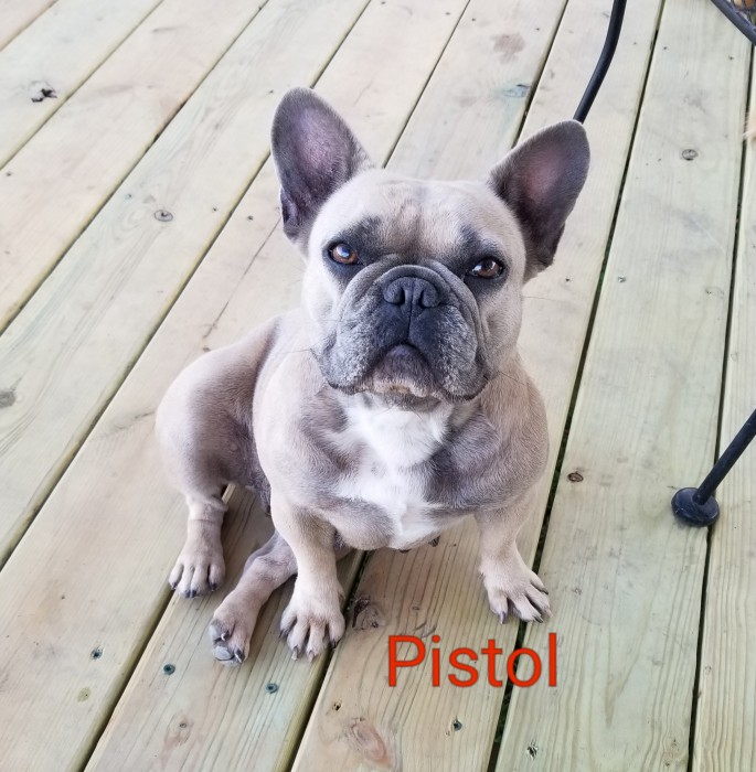 French Bulldog Breeder Bulldogs for Sale in Oklahoma S