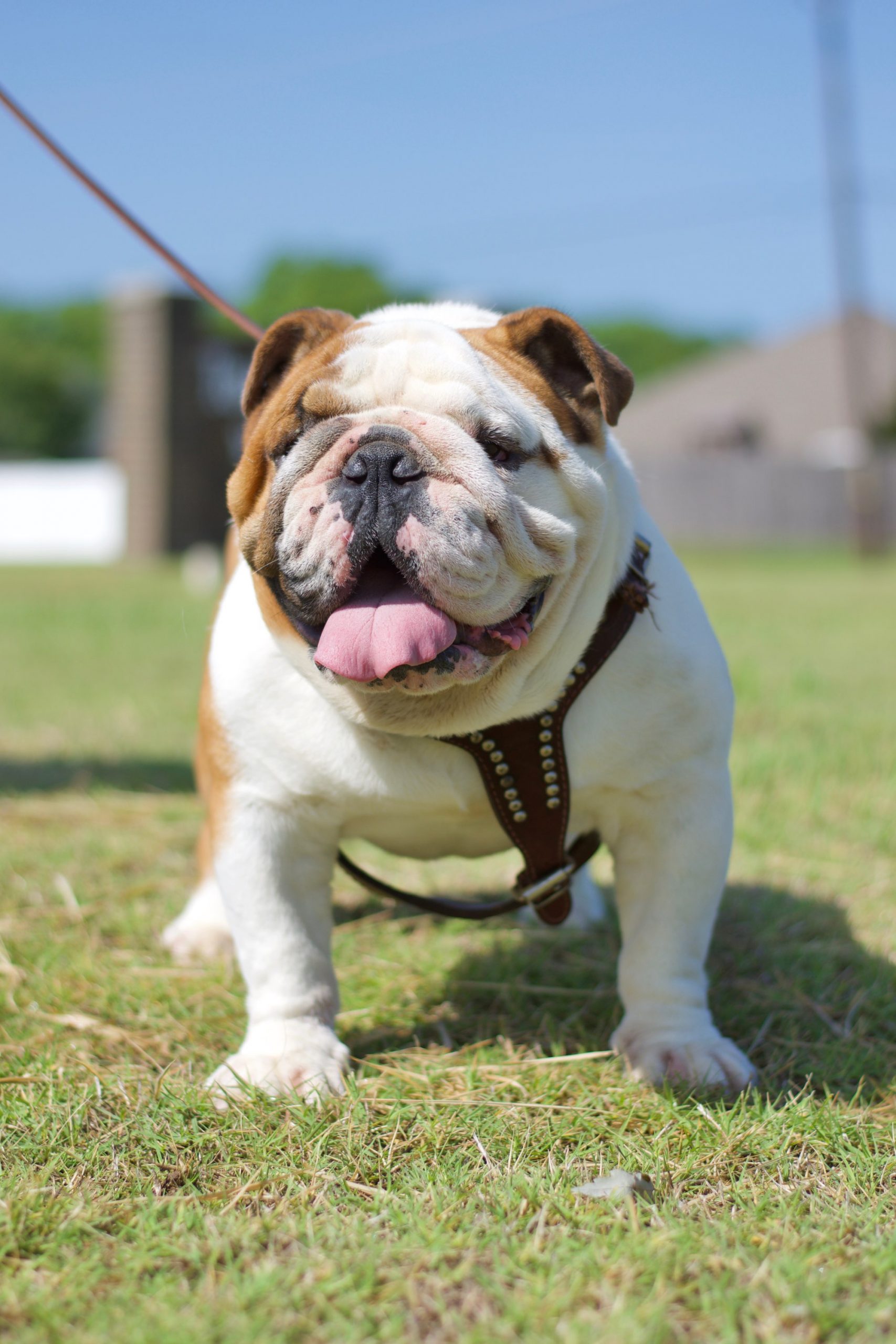 English Bulldog Males & Females for Sale in Oklahoma | S & J English Bulldogs English Bulldog Males & Females for Sale in Oklahoma | S & J English Bulldogs