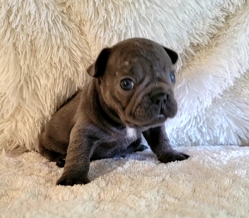 French Bulldog Puppies for Sale in Oklahoma & Nationwide | S & J ...