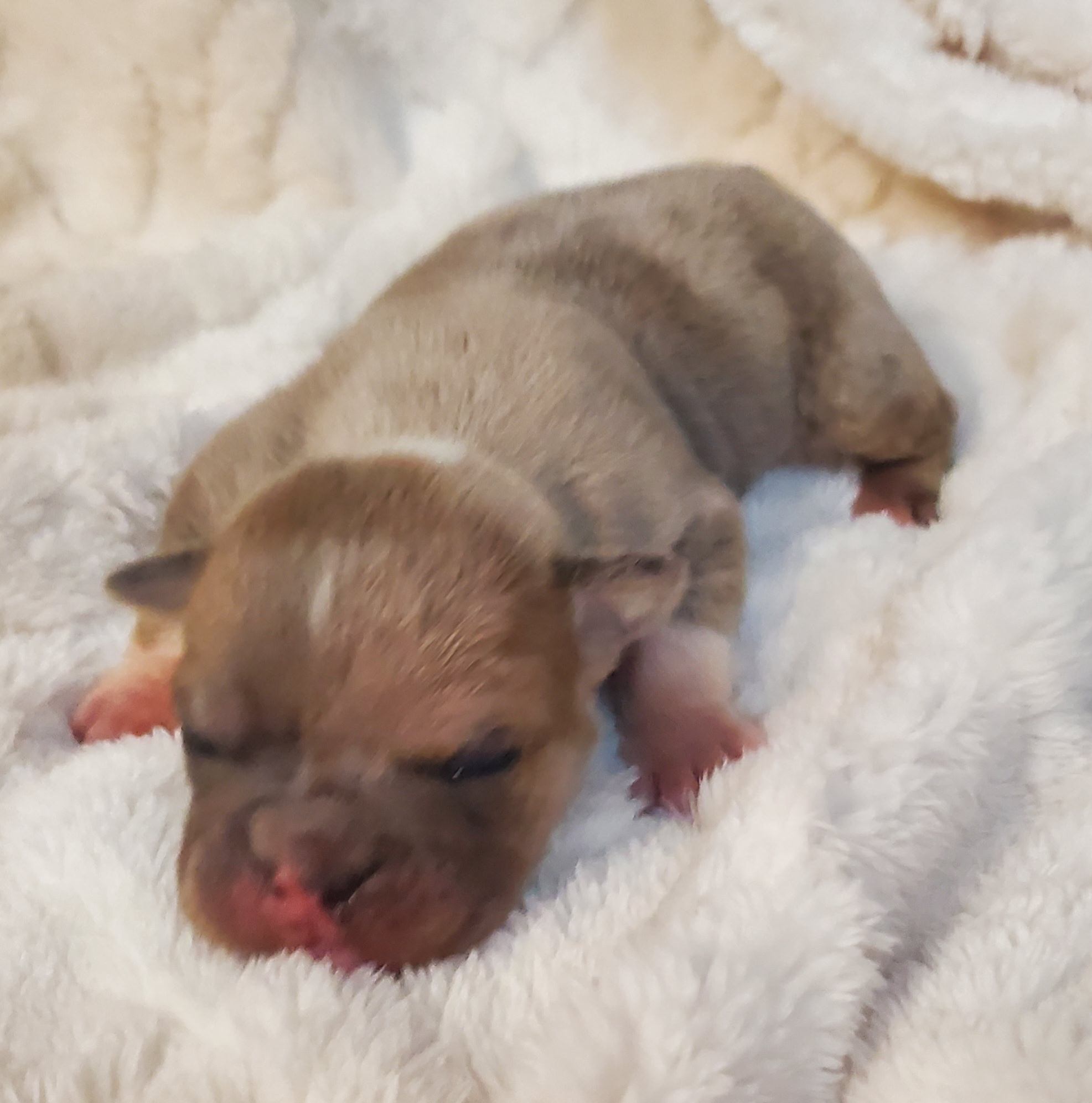 "Milo" Lilac Merle Male S & J English Bulldogs