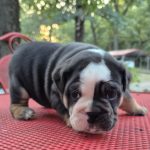Bennie 1