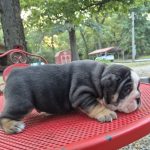 Bennie 3