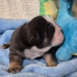Bennie f